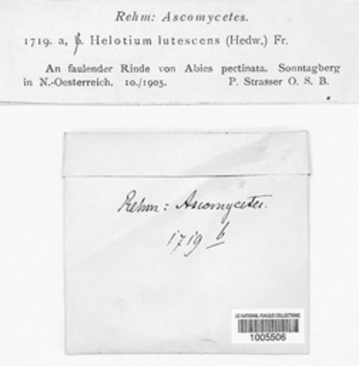 Hymenoscyphus lutescens image